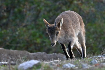 iberian ibex