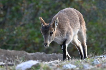 iberian ibex