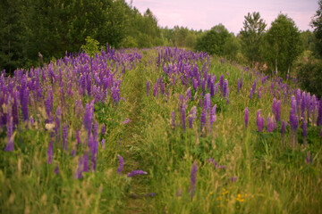 Beautiful natural background of a meadow covered with purple lupine flowers.