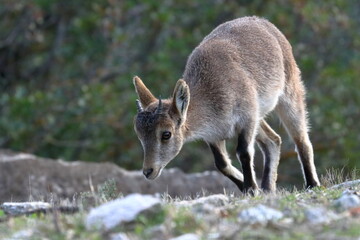 iberian ibex