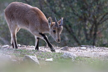 iberian ibex