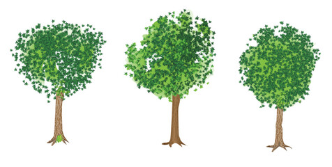Fototapeta premium Set of young maple trees isolated on white background. Vector illustration.