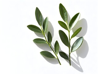 Obraz premium Lush Olive Green Botanical Study with Intricate Leaf Textures on Minimal White Background