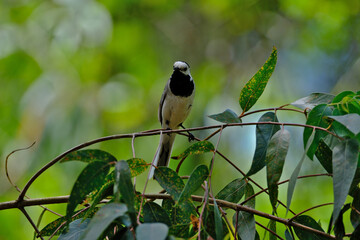 White Wagtail (Motacilla alba) perched on a branch
