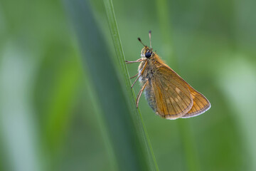 Large skipper (Ochlodes sylvanus)