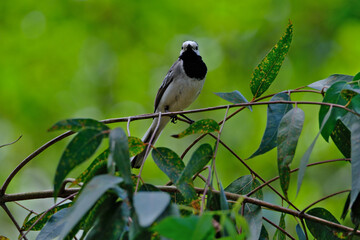 White Wagtail (Motacilla alba) perched on a branch