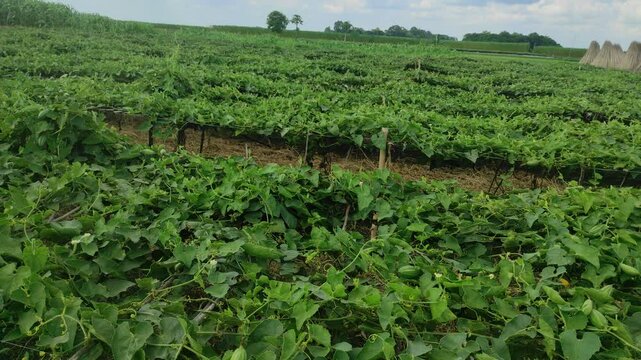 Beds have been made on the new parwal cultivation land and parwal trees are slowly rising to the top. pointed gourd plant, pointed gourd, pointed gourd tree in india,	