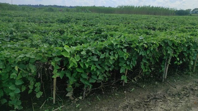Beds have been made on the new parwal cultivation land and parwal trees are slowly rising to the top. pointed gourd plant, pointed gourd, pointed gourd tree in india,	