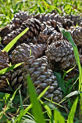 Pine cones on the green grass in the park, close-up, selective focus