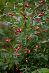 Rosehip on the rosa canina bush  in early autumn, ready for harvest. Lots of red healthy berries, foraging for wild food.