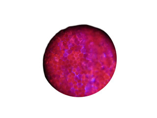 A micrograph of Red rose petal