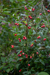 Rosehip on the rosa canina bush  in early autumn, ready for harvest. Lots of red healthy berries, foraging for wild food.