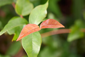 surinam cherry or pitanga fruit tree leaves in close-up, brazilian or cayenne or florida cherry plant reddish color glossy smooth foliage used in traditional medicine in soft focus