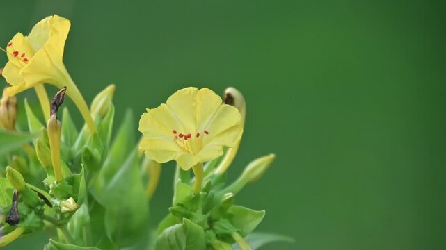 Four O&acute;Clock blooming yellow flower and swinging for light breeze on a beautiful evening 
