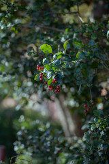 Crataegus laevigata Midland hawthorn, English hawthorn, woodland hawthorn,or mayflower. Red berry...