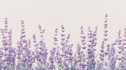 A detailed shot of delicate lavender flowers in full bloom, with a focus on their soft purple hues and fine details, against a clear sky or neutral background.