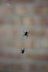 Neoscona crucifera spider on web hunting a bee.