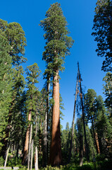Fototapeta premium Big Tree