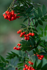 Sorbus aucuparia, Mountain ash, Rowan with green leafs background, Rowan is a valuable fruit, medicinal and decorative plant. A bunch of rowan on a tree.Bunches of ashberry sunny summer day,