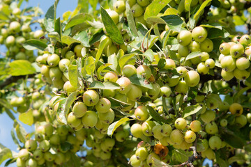 Twig with lots of small apples in the blue sky, healthy green apples, fresh apples on the branch
