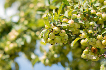 green apple tree,Twig with lots of small apples in the blue sky, healthy green apples, fresh apples on the branch