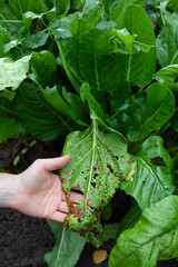 Giant spinach leaves in the ecological garden -  hervest time.