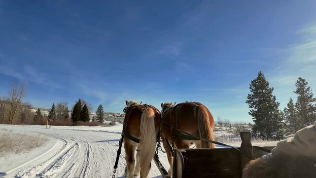 Slow motion rise horse pulling sleigh throw snowy aspen forest in Montana