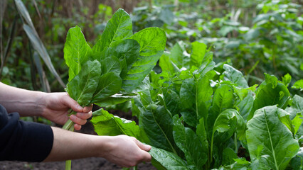 Giant spinach leaves in the ecological garden -  hervest time.