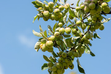 Twig with lots of small apples in the blue sky, healthy green apples, fresh apples on the branch