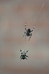Neoscona crucifera spider on web hunting a bee.