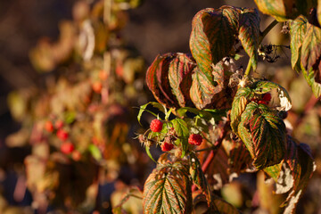 Raspberry plant, Rubus idaeus with red fruit in the European woodland -  collecting wild fruit for...