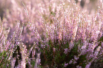 Obraz premium Calluna vulgaris, Heather bushes close up at sunset. Sunset glows over purple heather flowers, heather background, heather-like flowers. Bright natural defocused background