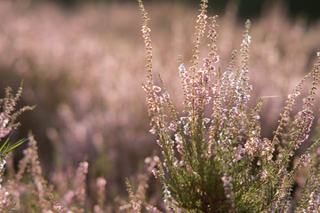 Calluna vulgaris, Heather fields shrubs close up at sunset. Sunset shines over purple heather flowers, heather background, heather flowers. Bright natural defocused background.