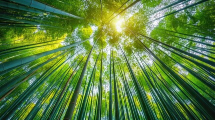 Serene bamboo grove with tall slender stalks reaching towards the sky and sunlight beams filtering through the lush verdant foliage creating a peaceful meditative atmosphere