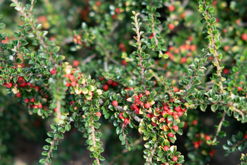 berries on a branch,red berries, pyracantha red is always a beautiful green plant, a bush with red...