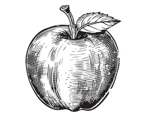 Hand-Drawn Apple Illustration in Black and White with Vintage Engraved Woodcut Style