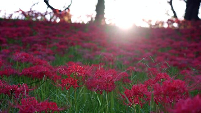 Red spider&nbsp;lilies illuminated by the afternoon sun