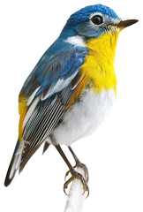 Obraz premium PNG Colorful bird perched on branch