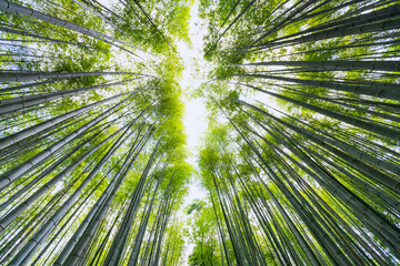 Looking up in a bamboo forest. An image that conveys relaxation, peace, and silence, perfect for meditation concepts
