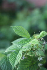 Raspberry plant leaves growing in the summer garden.