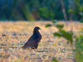 A magnificent hunting Buzzard, Buteo buteo, perching on the ground in a meadow.