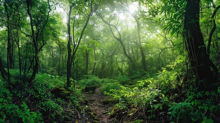 Obraz premium Lush dense forest panorama with a winding trail leading through a verdant overgrown landscape filled with towering trees leafy foliage and a tranquil natural atmosphere