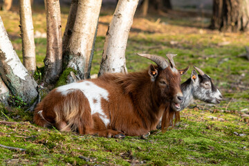 Capra hircus, Goat resting in the meadow, Brown and gray goat on the heath; male goats are resting, female goats are lying on the grass,
