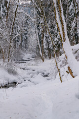 Winter in a forest in the German Alps in the bavarian Allgäu