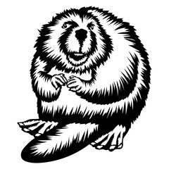 Beaver