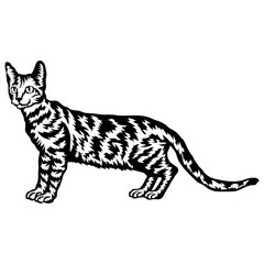 Bengal Cat