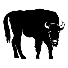 Bison
