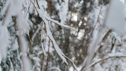 Winter in a forest in the German Alps in the bavarian Allgäu