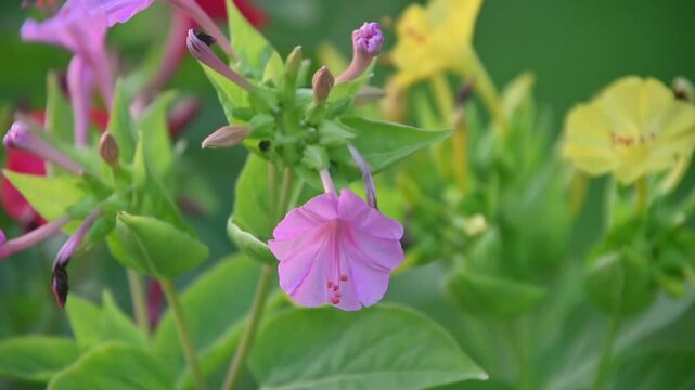 Four O&acute;Clock Plant blooming pink flower on a nice breezy evening 