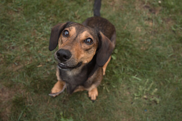 dachshund looks up, to camera sitting on grass outdoors